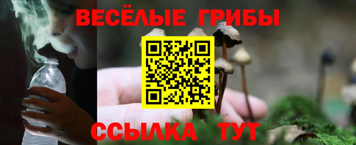 Псилоцибиновые грибы Cubensis  Вход с VPN  Новоалтайск 